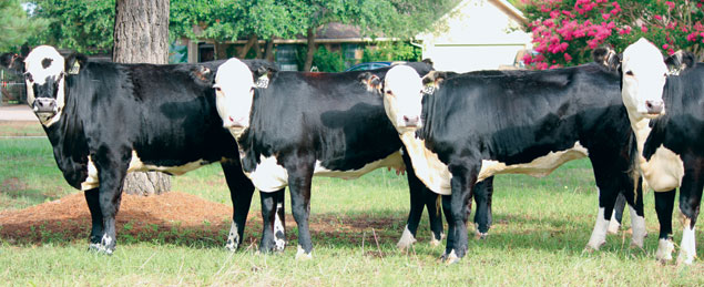 black baldy cow calf