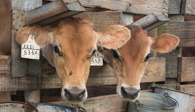 Close-up of cows at Four E Dairy