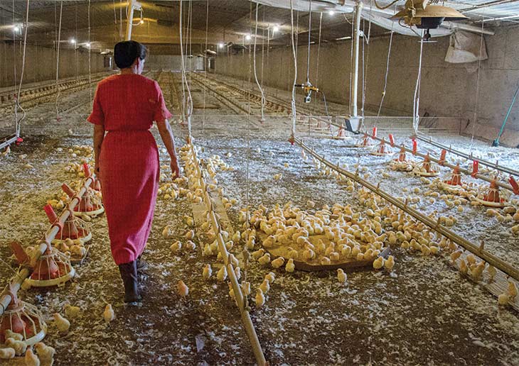 How to Start a Chicken Farm  Southern AgCredit Agribusiness Lender